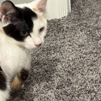 Marie -  Domestic Short Hair Cat for Adoption in Grantsville, Utah - Marie | PetCurious