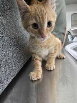 Lida Bida Boda Bup -  Domestic Short Hair Cat for Adoption in Sevierville, Tennessee - Lida Bida Boda Bup | PetCurious