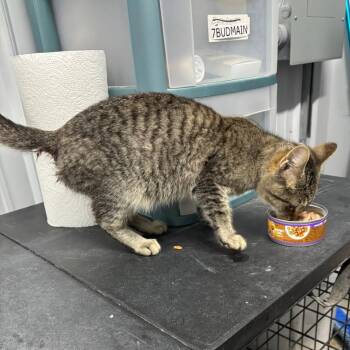 Domestic Short Hair Cats Available for Adoption - Granola | PetCurious