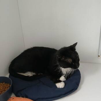 American Shorthair Cats Available for Adoption - Skippy | PetCurious