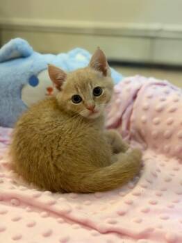 Champagne -  Domestic Short Hair Cat Available for Adoption in Wayne, New Jersey - Champagne | PetCurious