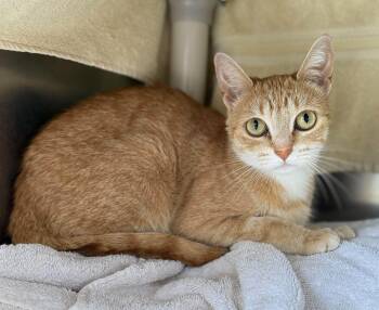 Pippi -  Domestic Short Hair Cat for Adoption in Georgina, Ontario - Pippi | PetCurious