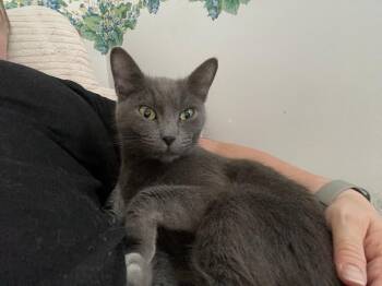 Quasar (COURTESY POST) -  Domestic Short Hair Cat for Adoption in Monroe, Ohio - Quasar (COURTESY POST) | PetCurious