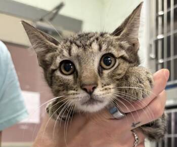 ORUGA -  Domestic Medium Hair Cat for Adoption in Pensacola, Florida - ORUGA | PetCurious