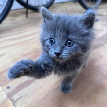 Little Miss -  Domestic Short Hair Cat for Adoption in Marfa, Texas - Little Miss | PetCurious