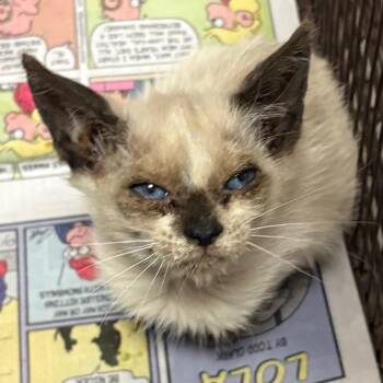 Garden -  Domestic Short Hair Cat for Adoption in Yuma, Arizona - Garden | PetCurious