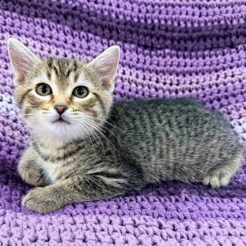 Oakley -  Domestic Short Hair Cat Available for Adoption in Mt. Juliet, Tennessee - Oakley | PetCurious
