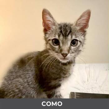 Como -  Domestic Short Hair Cat for Adoption in Toronto, Ontario - Como | PetCurious