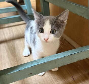 Pua Disney -  Domestic Short Hair Cat for Adoption in Chandler, Arizona - Pua Disney | PetCurious