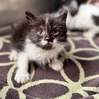 Domestic Short Hair Cats Available for Adoption in Auburn, Alabama - Misa | PetCurious