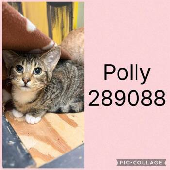 POLLY -  Domestic Short Hair Cat for Adoption in Macon, Georgia - POLLY | PetCurious