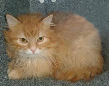 Redtail (Working Cat) -  Domestic Long Hair Cat Available for Adoption in Plover, Wisconsin - Redtail (Working Cat) | PetCurious