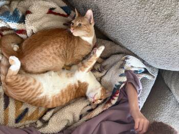 Domestic Short Hair Cats Available for Adoption - Jiminy & Crickitt  | PetCurious