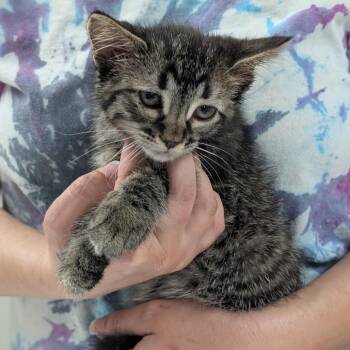 Morgan -  Domestic Short Hair Cat for Adoption in Canton, Illinois - Morgan | PetCurious