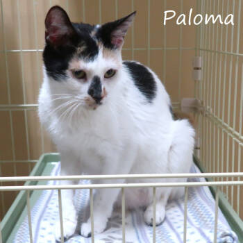 Rescue Domestic Short Hair Cats for Adoption in Yucaipa, California - Paloma | PetCurious