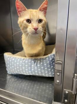 Cheddar Bob -  Domestic Short Hair Cat for Adoption in Edinburg, Virginia - Cheddar Bob | PetCurious