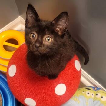 Sashimi -  Domestic Short Hair Cat for Adoption in Kansas City, Missouri - Sashimi | PetCurious