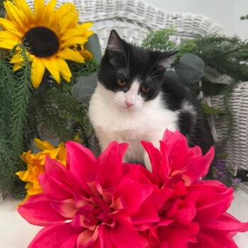 Vesper Harbor 56360 -  Domestic Short Hair Cat for Adoption in Eaton Rapids, Michigan - Vesper Harbor 56360 | PetCurious