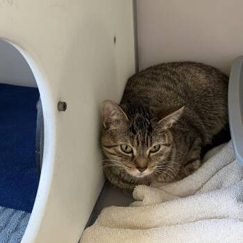 Domestic Short Hair Cats Available for Adoption in Burlington, Ontario - Sadie | PetCurious