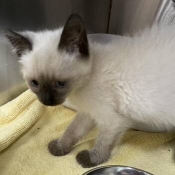 Skeeter -  Domestic Short Hair and Siamese Cat for Adoption in Ridgely, Maryland - Skeeter | PetCurious