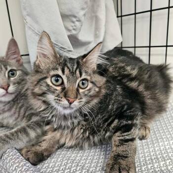 Verdi -  Domestic Medium Hair Cat for Adoption in Candler, North Carolina - Verdi | PetCurious
