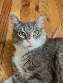 Easy -  American Shorthair and British Shorthair Cat for Adoption in Philadelphia, Pennsylvania - Easy | PetCurious
