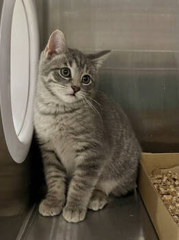 Rescue Domestic Short Hair Cats for Adoption in Twinsburg, Ohio - Ghost- Bonded With Cobweb | PetCurious