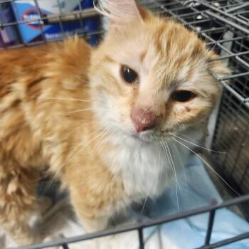Domestic Long Hair Cats Available for Adoption in Leander, Texas - Lola | PetCurious