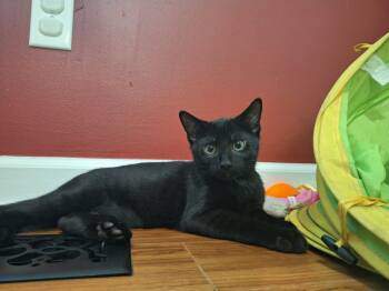 Linguini -  Domestic Short Hair Cat for Adoption in Raleigh, North Carolina - Linguini | PetCurious