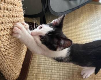 Kiwi -  Domestic Short Hair Cat for Adoption in San Francisco, California - Kiwi | PetCurious