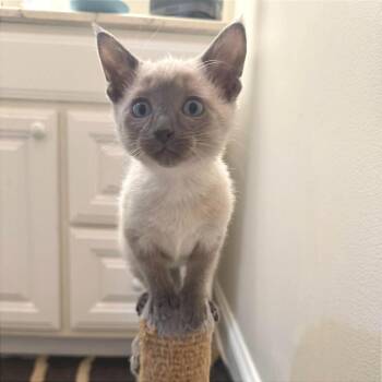 Min Ji -  Siamese and Domestic Short Hair Cat Available for Adoption in Plainfield, Illinois - Min Ji | PetCurious