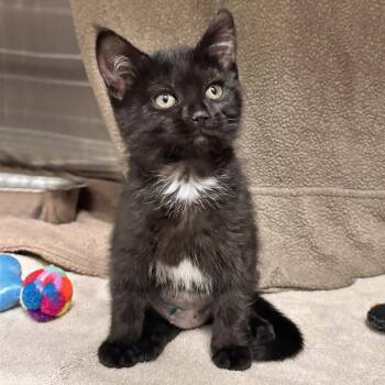 Seven -  Domestic Short Hair Cat for Adoption in Hailey, Idaho - Seven | PetCurious