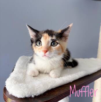 Muffler -  Domestic Short Hair Cat for Adoption in Bethel, Ohio - Muffler | PetCurious