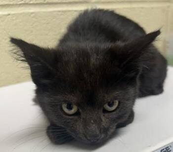 Domestic Short Hair Cats Available for Adoption in Fairhope, Alabama - Edward | PetCurious