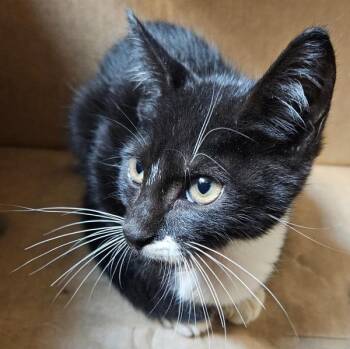 Phantom -  Domestic Short Hair Cat for Adoption in Mobile, Alabama - Phantom | PetCurious