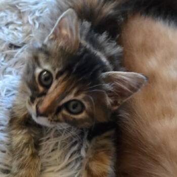 Rescue Domestic Medium Hair Cats for Adoption in Prescott, Arizona - Mitzi | PetCurious