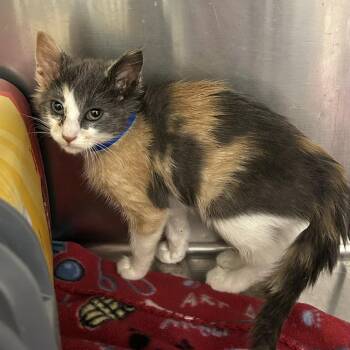 Amity -  Domestic Short Hair Cat for Adoption in Buffalo, Minnesota - Amity | PetCurious