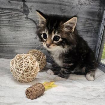 Razzle -  Domestic Short Hair Cat for Adoption in Lynchburg, Virginia - Razzle | PetCurious