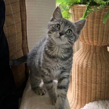 Fuji -  Domestic Short Hair Cat for Adoption in Brentwood, New Hampshire - Fuji | PetCurious
