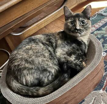 Rescue Domestic Short Hair Cats for Adoption - Ella | PetCurious