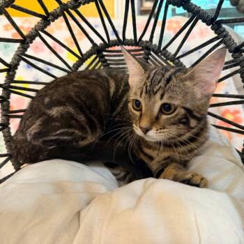 Layla -  Domestic Short Hair Cat for Adoption in Lewisville, Texas - Layla | PetCurious