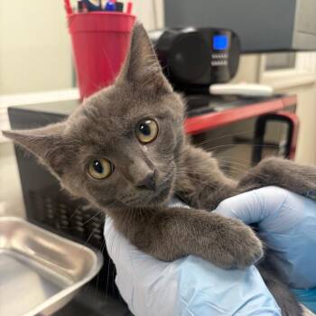 Pigeon -  Domestic Short Hair Cat for Adoption in Pekin, Illinois - Pigeon | PetCurious