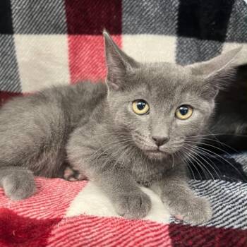Sprout -  Domestic Medium Hair Cat for Adoption in Antioch, California - Sprout | PetCurious