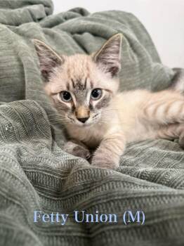 Rescue Siamese Cats for Adoption in Clarksville, Tennessee - Fetty Union | PetCurious