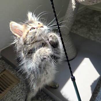 Dolly -  Domestic Long Hair Cat for Adoption in Denver, Colorado - Dolly | PetCurious