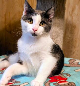 Stevie Full of Beans -  Domestic Short Hair Cat for Adoption in Newport, Washington - Stevie Full Of Beans | PetCurious