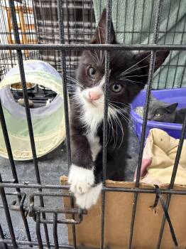 Pico -  Domestic Short Hair Cat for Adoption in Glenfield, New York - Pico | PetCurious