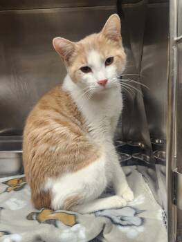 Falcon -  Domestic Short Hair Cat for Adoption in Clayton, New Jersey - Falcon | PetCurious