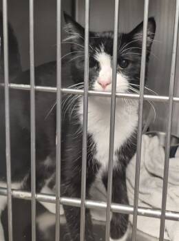 Rescue Domestic Short Hair Cats for Adoption in Decatur, Illinois - CAESAR | PetCurious