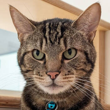 Rescue Domestic Short Hair Cats for Adoption in Port Washington, New York - Kovu | PetCurious